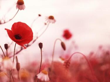 poppy